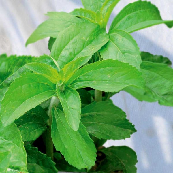 Sweet Herb / Stevia