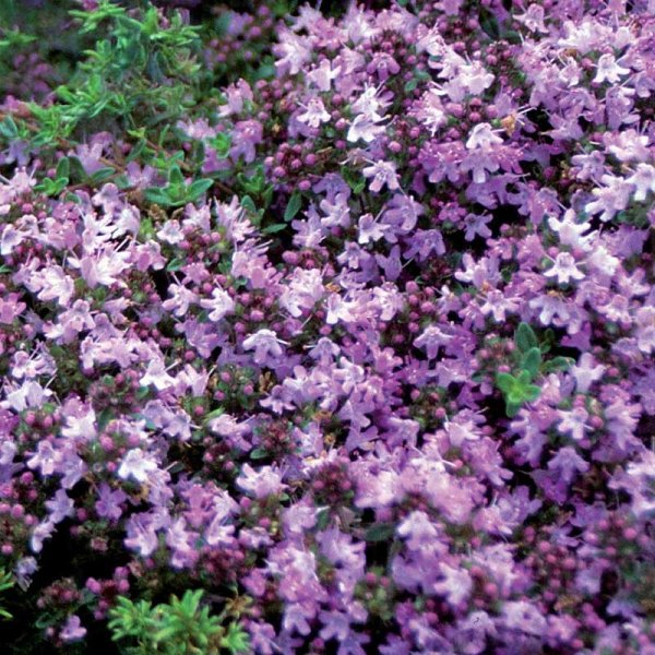 Wild Thyme