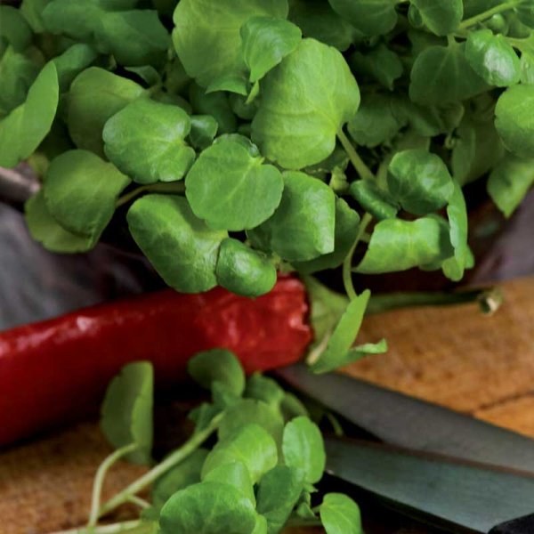 Watercress / Källfräne