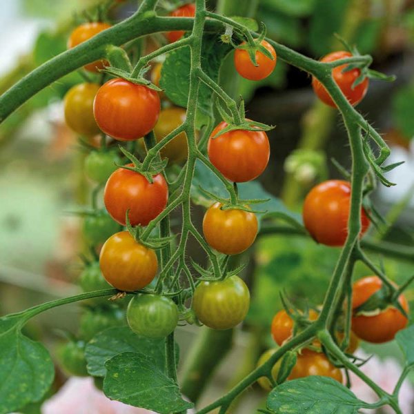 Tomato 'Golden Currant'