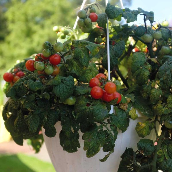 Tomato 'Cherry Falls'