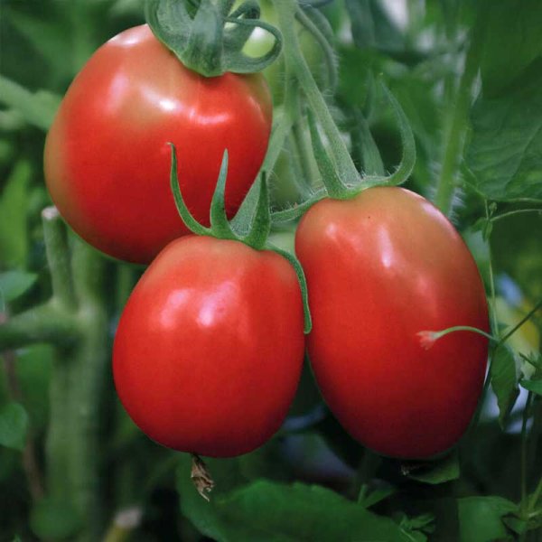 Bush Tomato 'Rio Grande'