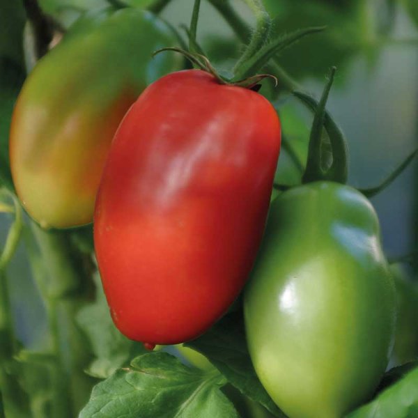 Bush Tomato 'Ranger' F1