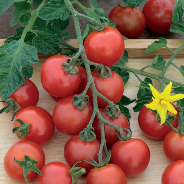 Cherry Tomato 'Gardener´s Delight'