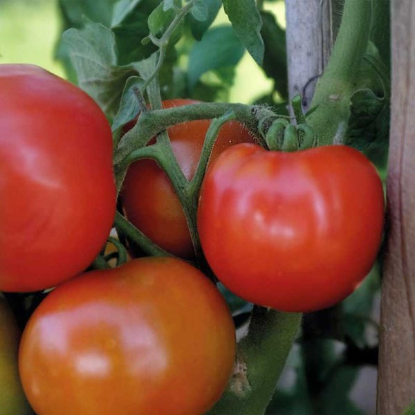 Bush Tomato 'Galadiant' F1