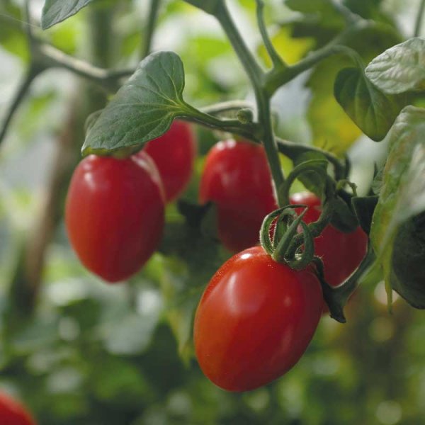 Tomato 'Monterrey' F1