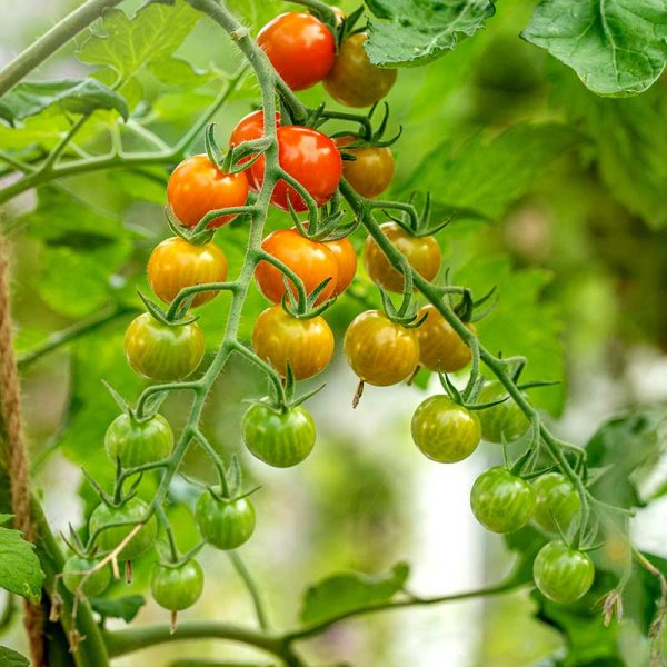 Tomato 'Honeycomb' F1