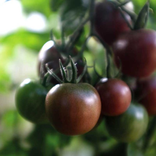 Tomato 'Black Cherry'