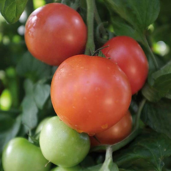 Tomato 'Matina'