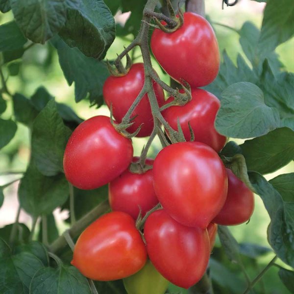 Tomato 'Nagina' F1