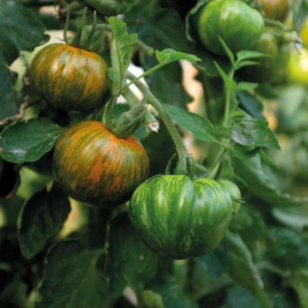 Tomato 'Green Zebra'