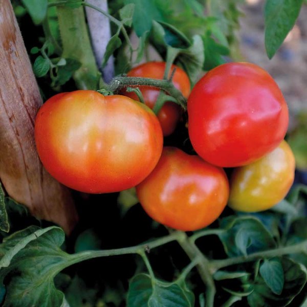 Tomato 'Oh Happy Day' F1