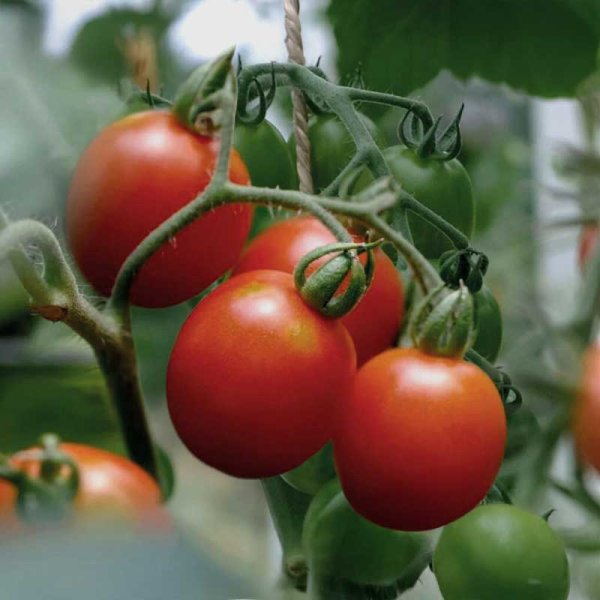 Tomato 'Principe Borghese'