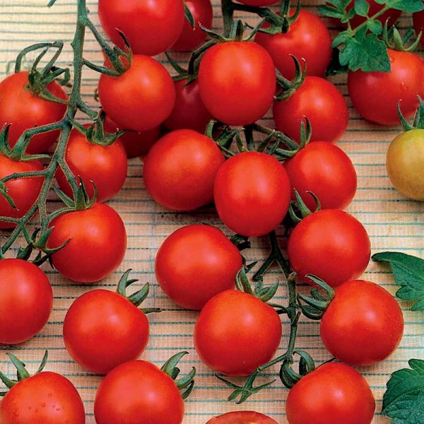 Cherry Tomato 'Supersweet 100' F1