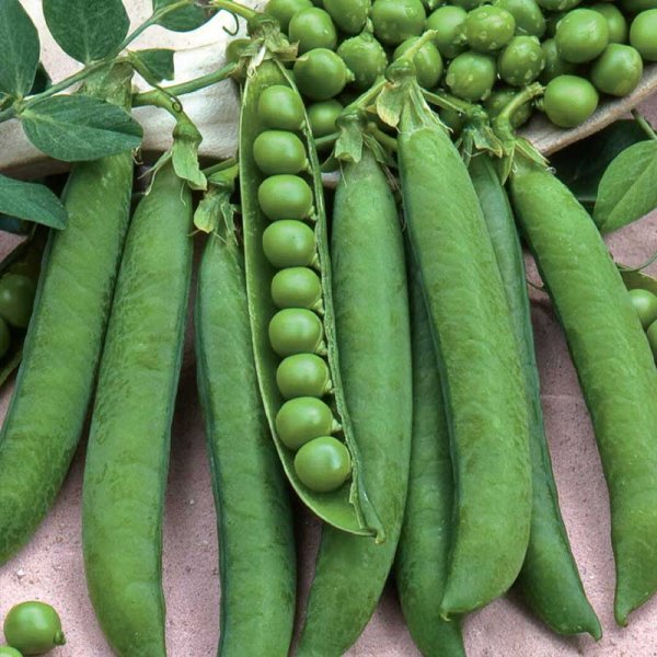 Pea , hög 'Alderman'