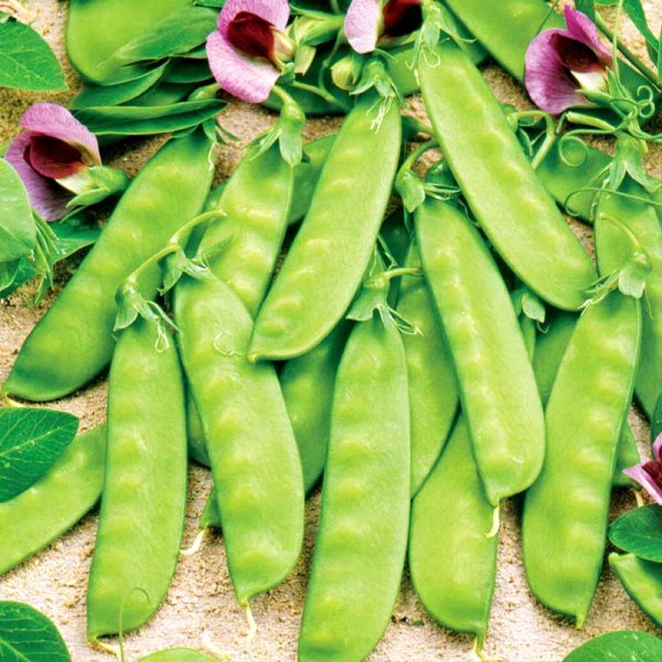 Snow Pea 'Grijze Roodbloeiende'
