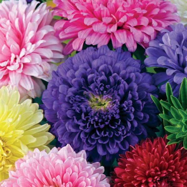 China aster 'Semi-Tall mix'
