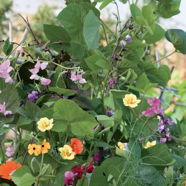 Climbing Plants 'Nelson Mixture'