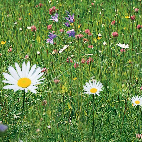 Meadow Flowers 'Nelson Mixture'