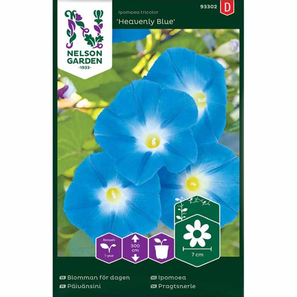 Morning glory 'Heavenly Blue'