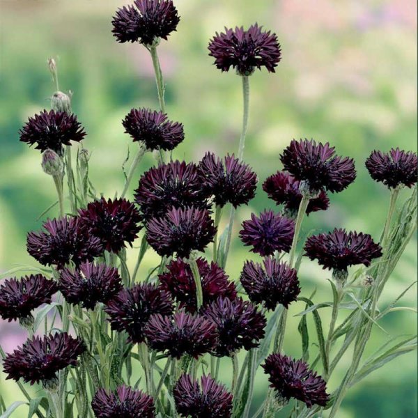 Cornflower 'Black Boy'