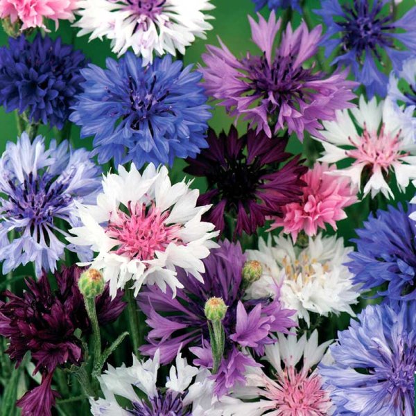Cornflower 'Polka Dot'