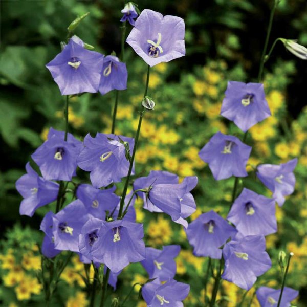Large Bellflower