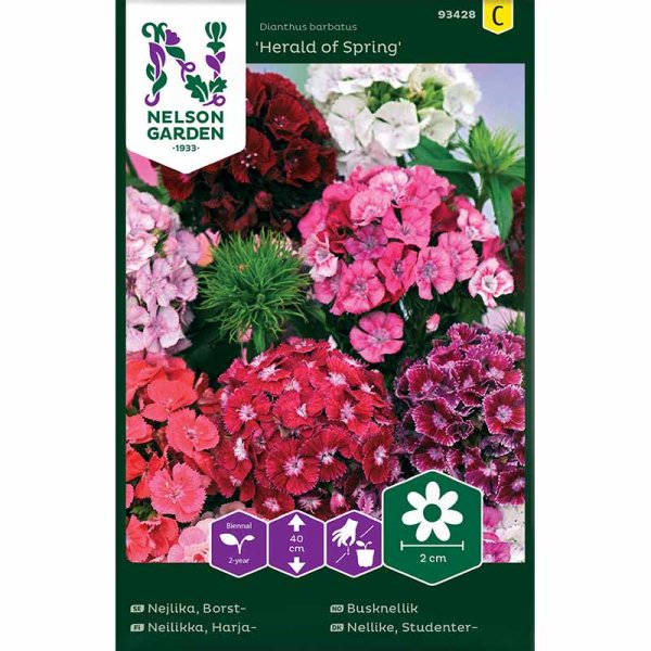 Sweet William 'Herald of Spring'