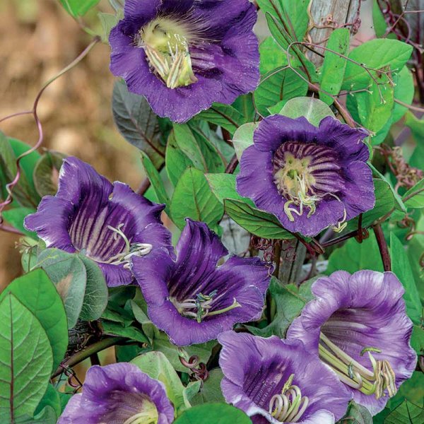 Blue Cup and Saucer Vine