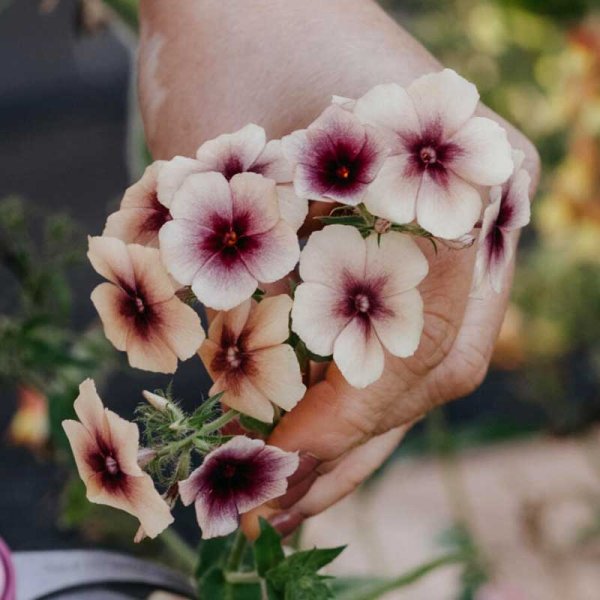 Annual Phlox 'Cherry Caramel'