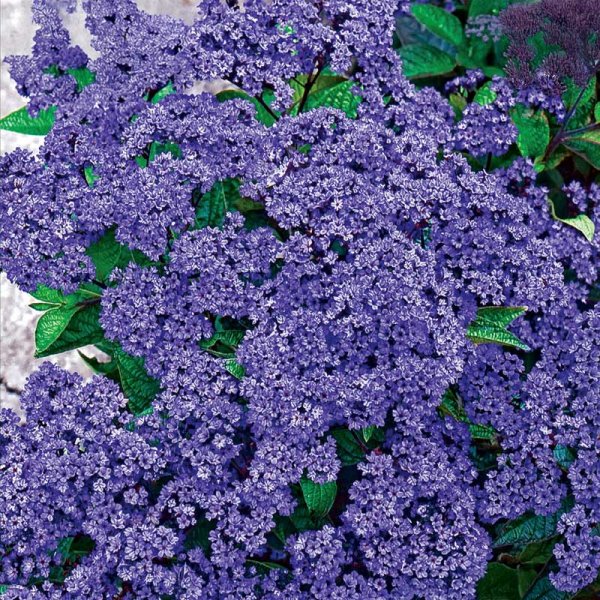 Heliotrope 'Marine'