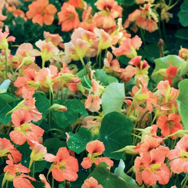 Dwarf nasturtium 'Salmon Baby'