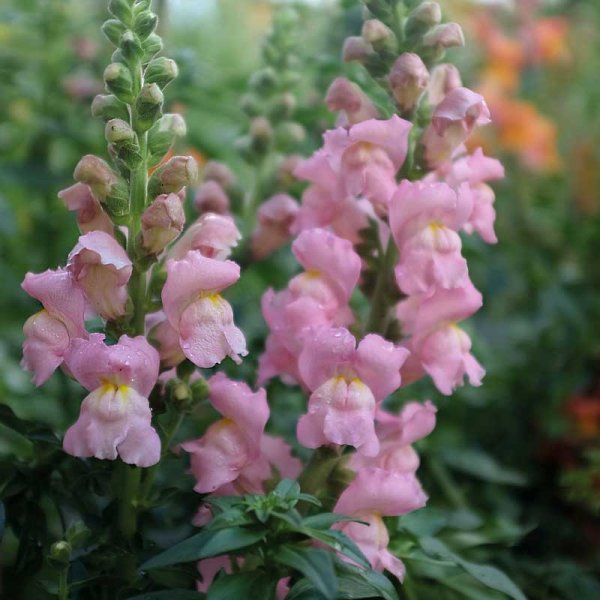 Snapdragon 'Opus Pink' F1