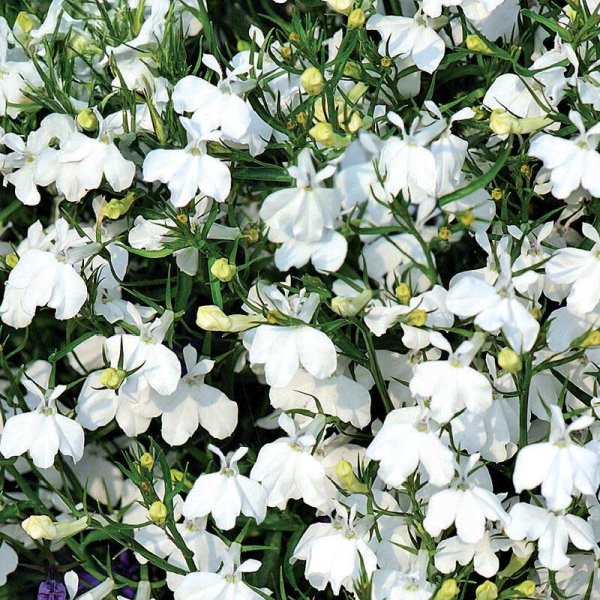 Edging lobelia 'Snowball'