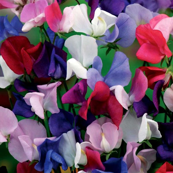 Sweet pea 'Bijou Mix'