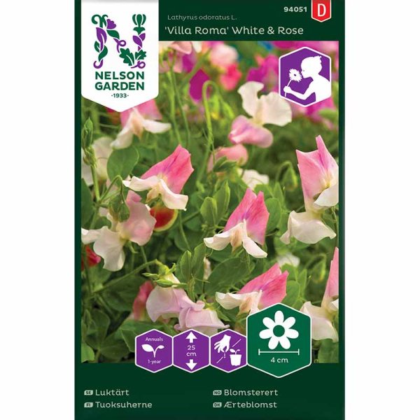 Sweet Pea 'Villa Roma White & Rose'
