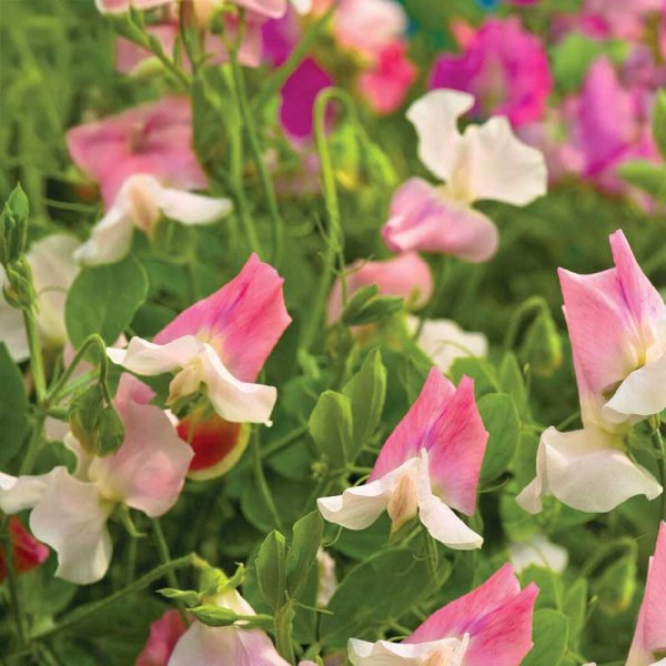 Sweet Pea 'Villa Roma White & Rose'