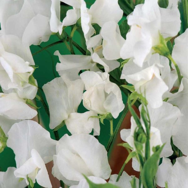 Sweet pea 'Royal White'