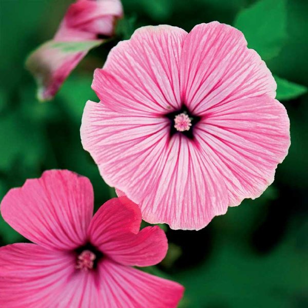 Summer mallow 'Silver Cup'