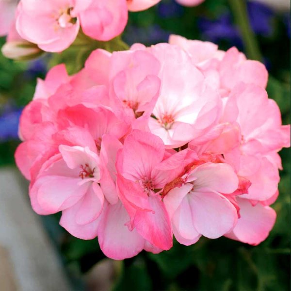 Geranium 'Inspire Pink' F1