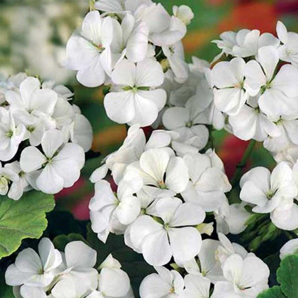 Geranium 'Inspire White' F1