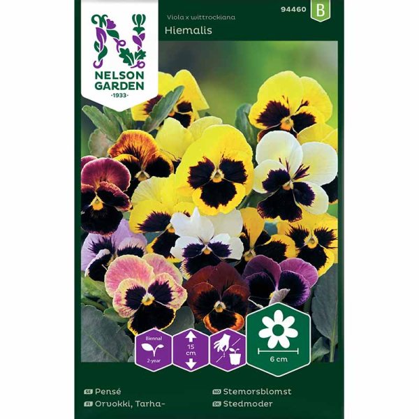 Pansy 'Hiemalis'
