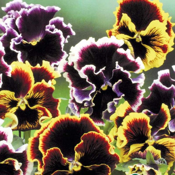 Pansy 'Rococco'