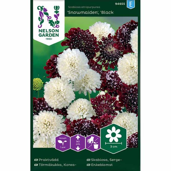 Sweet Scabious Snowmaiden, Black Knight