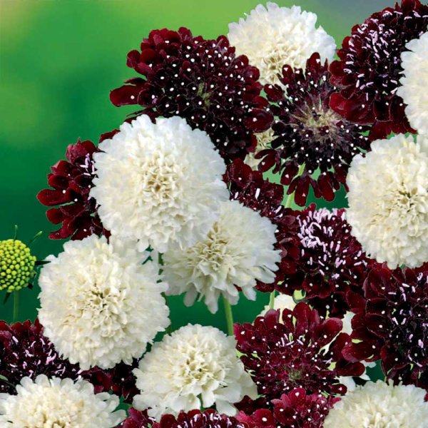 Sweet Scabious Snowmaiden, Black Knight