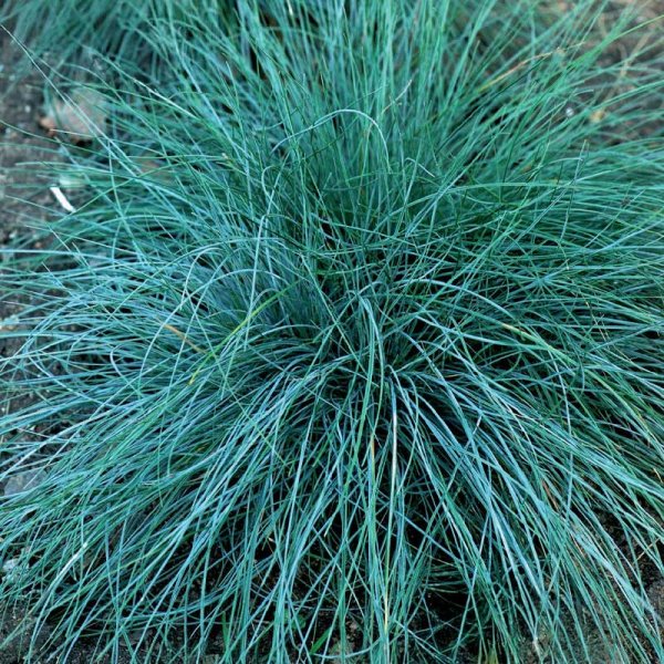Ornamental Grass Blue Fescue