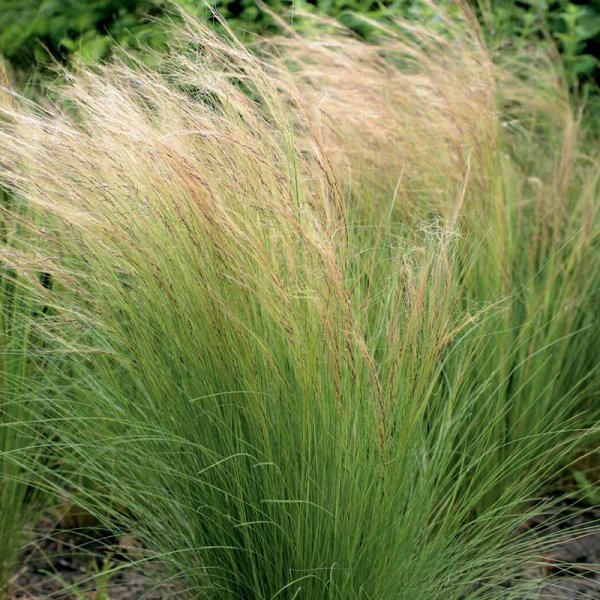Mexican Feather Grass 'Pony Tails'