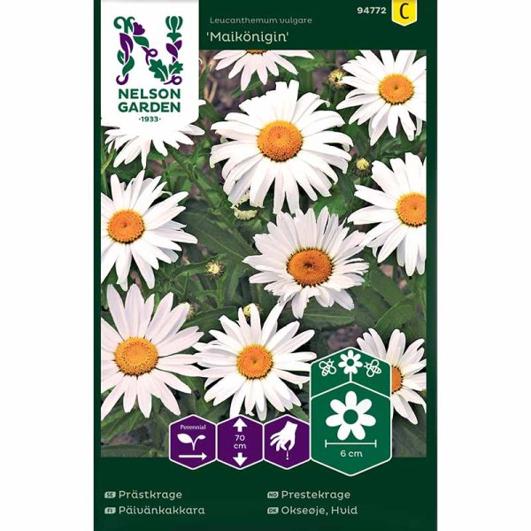 Oxeye Daisy 'Maikönigin'