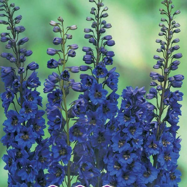 Delphinium 'Blue Donna'