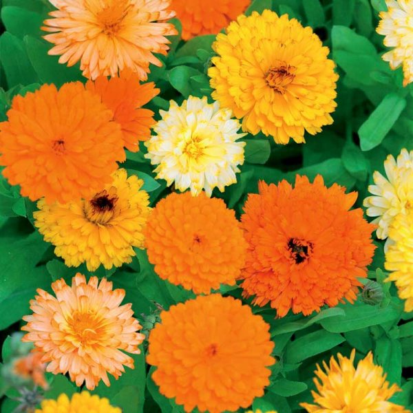 Calendula 'Fiesta Gitana'